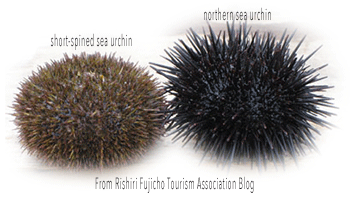 Sea urchin