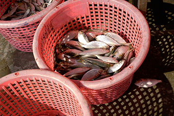 タイの魚市場