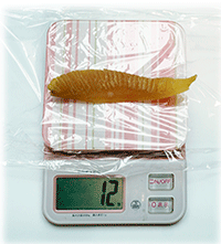 �����J�Y�m�R