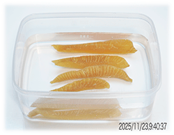 �����J�Y�m�R